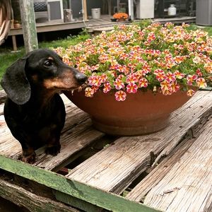 Meet your Posher, Chyneen